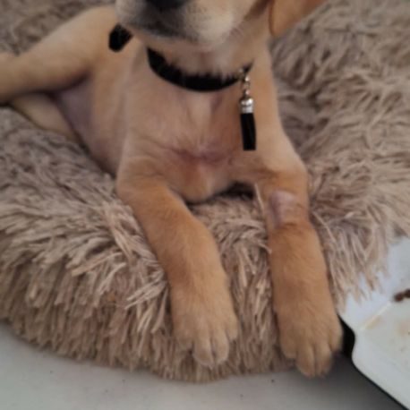 Siréna, petite miraculée #1