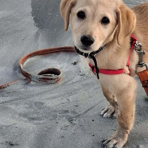 Siréna, petite miraculée #2