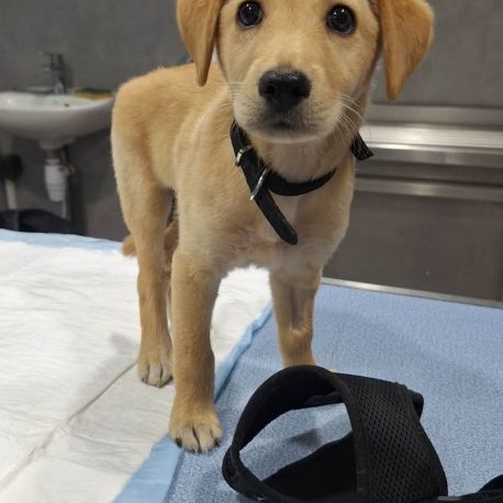 Siréna, petite miraculée #0