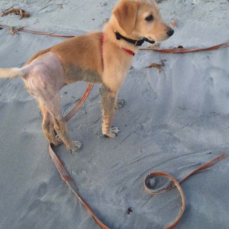 Siréna, petite miraculée #6