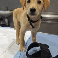 Siréna, petite miraculée