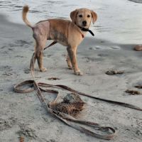 Siréna, petite miraculée #5