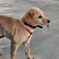 Siréna, petite miraculée #8