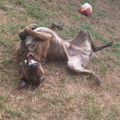 Haru, super chien de famille #10