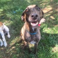 Haru, super chien de famille #6