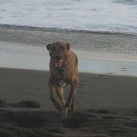 Haru, super chien de famille