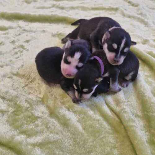 Chiots pomsky f2 à réserver femelle et mâle #1