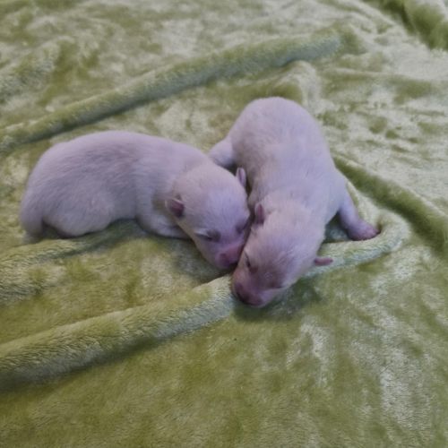 Chiots pomsky f2 à réserver femelle et mâle #2