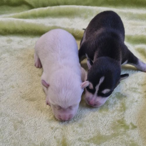 Chiots pomsky f2 à réserver femelle et mâle #0