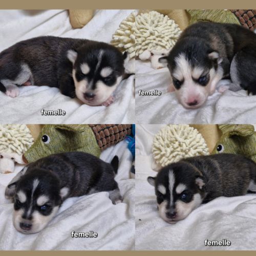 Chiots pomsky f2 à réserver femelle et mâle