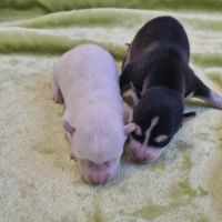 Chiots pomsky f2 à réserver femelle et mâle