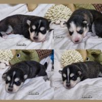 Chiots pomsky f2 à réserver femelle et mâle