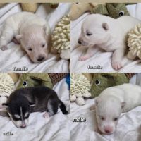 Chiots pomsky f2 à réserver femelle et mâle #2