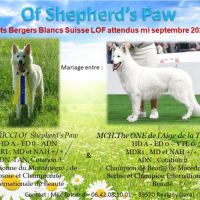 Chiots bergers blanc suisse lof à naitre