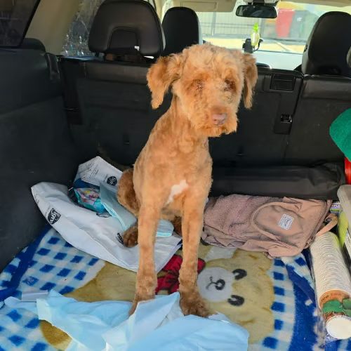 Pistache le lagotto romagnolo #1