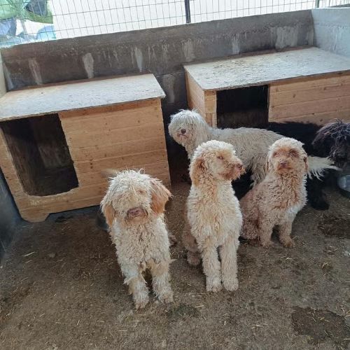 Pistache le lagotto romagnolo #3