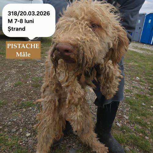 Pistache le lagotto romagnolo #4