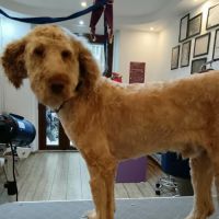 Pistache le lagotto romagnolo