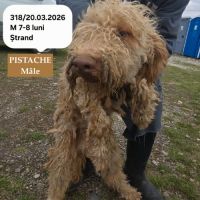 Pistache le lagotto romagnolo #4