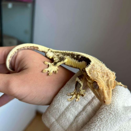 Lily white avec son terra et tout plein accessoire #3