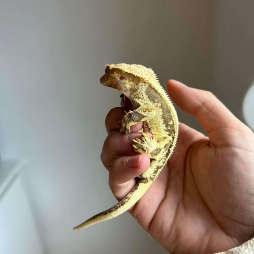 Lily white avec son terra et tout plein accessoire