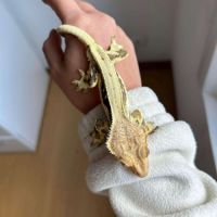 Lily white avec son terra et tout plein accessoire #2