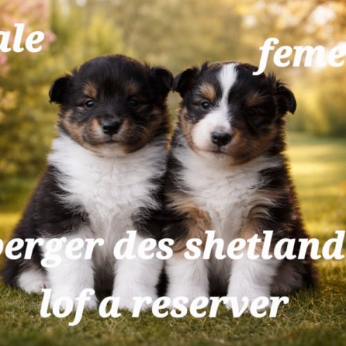 Berger des shetland #0