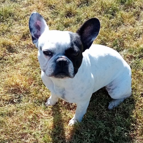 Bouledogue français exotique