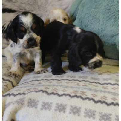 Chiots cocker anglais #1