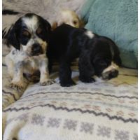 Chiots cocker anglais #1