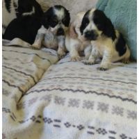 Chiots cocker anglais #0