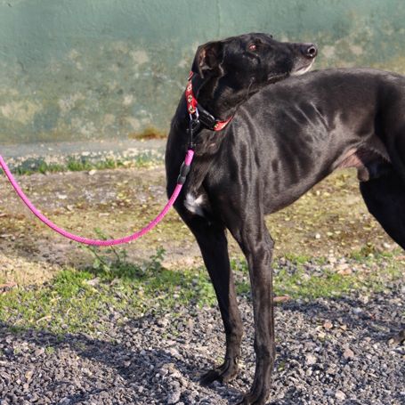 Bombon, galgo de 6 ans #2