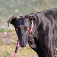 Bombon, galgo de 6 ans