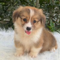 Magnifiques welsh corgi pembroke à réserver. #0