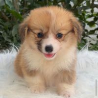 Magnifiques welsh corgi pembroke à réserver. #2