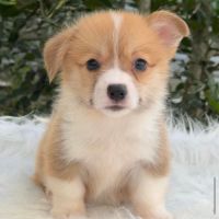 Magnifiques welsh corgi pembroke à réserver. #3