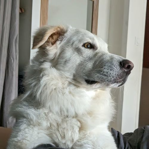 Leon adoption urgente #6