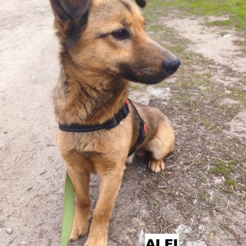 Alfi se trouve dans un refuge en ukraine