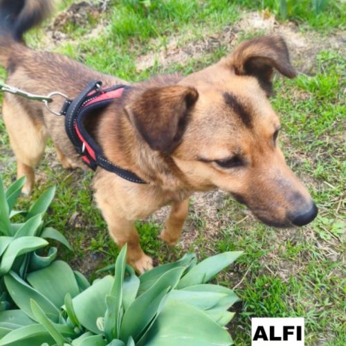 Alfi se trouve dans un refuge en ukraine #3