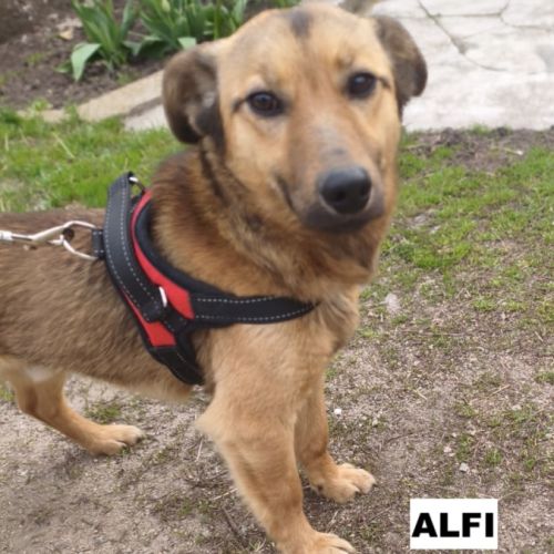 Alfi se trouve dans un refuge en ukraine #4