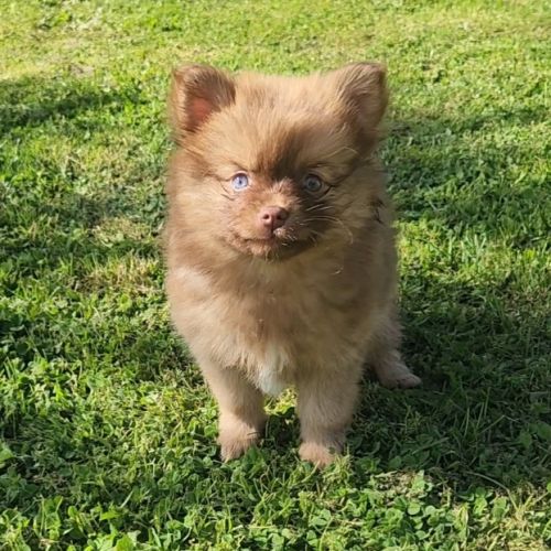 4 femelles chocolat et charbonné et 1 male pomsky #1