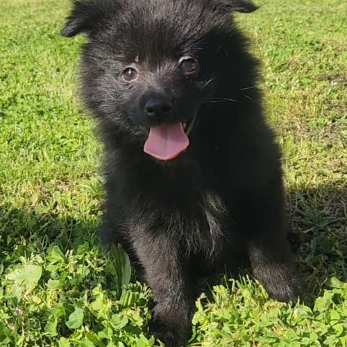 4 femelles chocolat et charbonné et 1 male pomsky #2