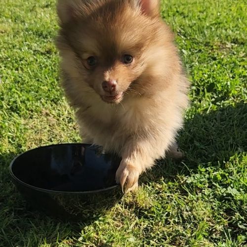 4 femelles chocolat et charbonné et 1 male pomsky #3