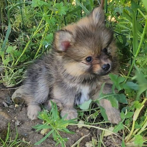 4 femelles chocolat et charbonné et 1 male pomsky #4