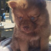 4 femelles chocolat et charbonné et 1 male pomsky #0