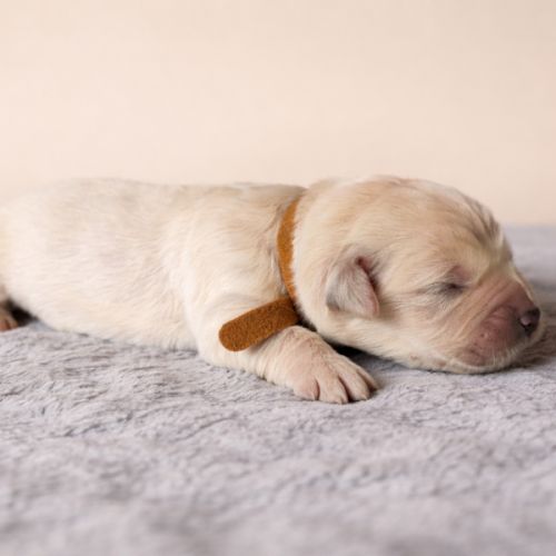 Chiots lof golden retriever #1