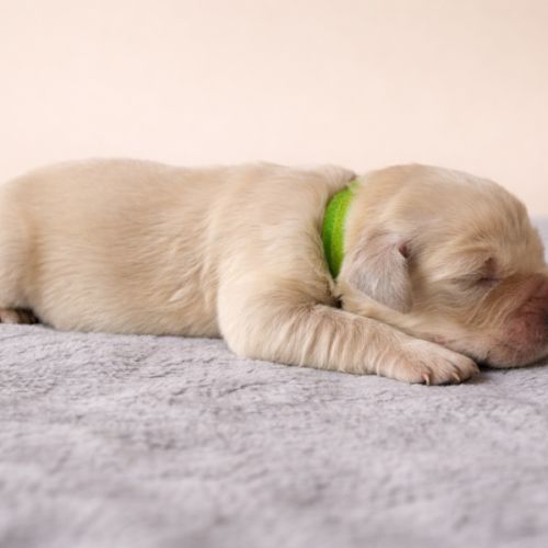 Chiots lof golden retriever #2