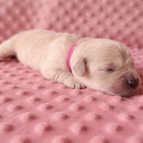 Chiots lof golden retriever #4