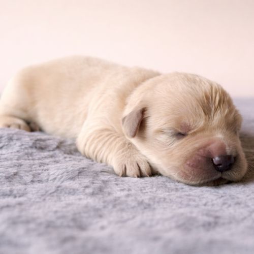 Chiots lof golden retriever #0