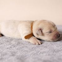 Chiots lof golden retriever #1